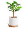 Fiddle Leaf Fig