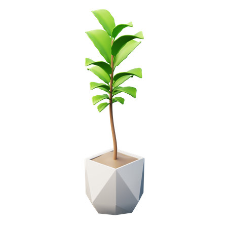 Fiddle-Leaf Fig Plant  3D Icon