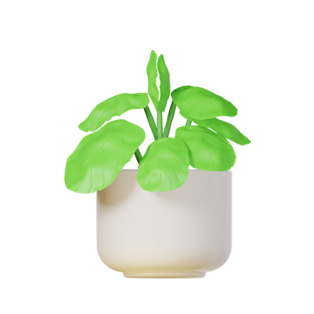 Fiddle Leaf Plant  3D Icon