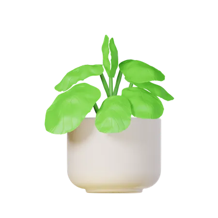 Fiddle Leaf Plant  3D Icon