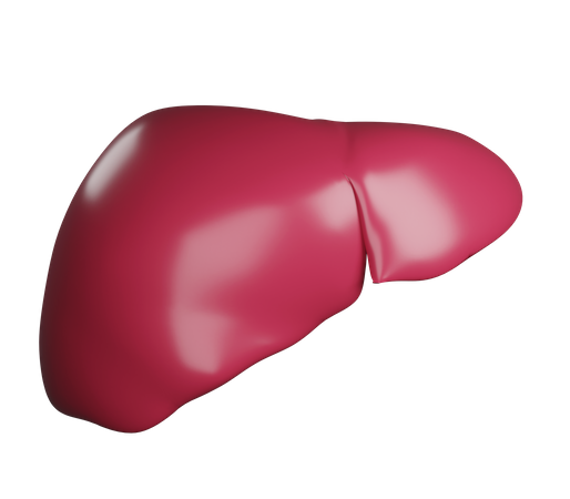 Fígado  3D Illustration