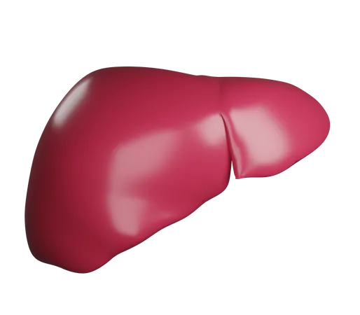 Fígado  3D Illustration