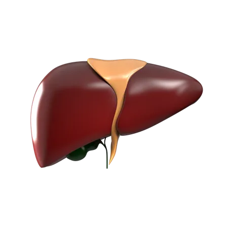 Fígado  3D Icon