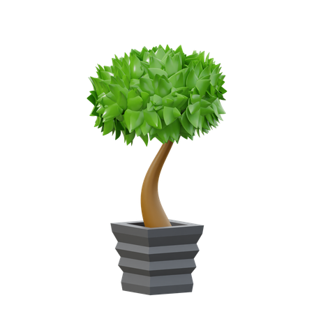 Figue de Benjamin  3D Icon