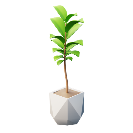 Plante de figuier à feuilles de violon  3D Icon