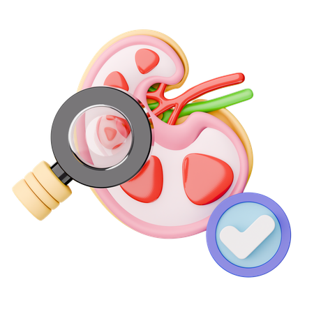 Find Kidney  3D Icon