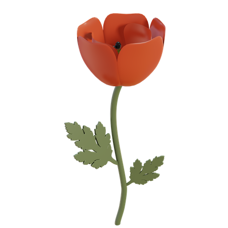 Fleur de coquelicot rouge  3D Illustration