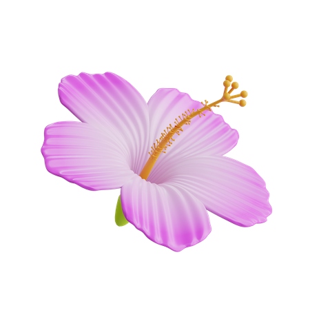 Fleur d'hibiscus  3D Icon