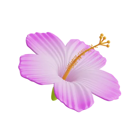 Fleur d'hibiscus  3D Icon