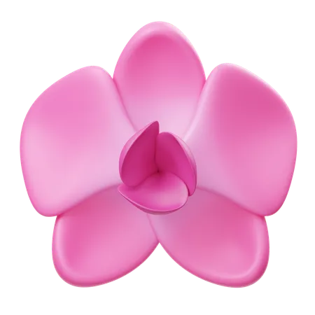 Fleur orchidée  3D Icon