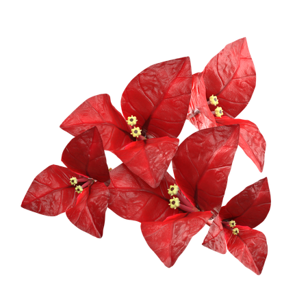 Flor roja de bougenville  3D Icon