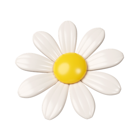 Flor de camomila  3D Icon