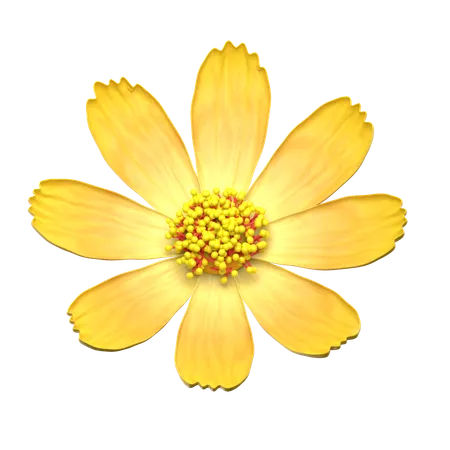 Flor amarilla del cosmos  3D Icon
