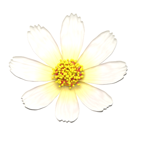 Flor blanca del cosmos  3D Icon