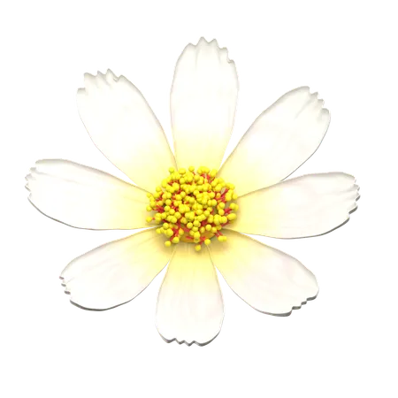 Flor blanca del cosmos  3D Icon