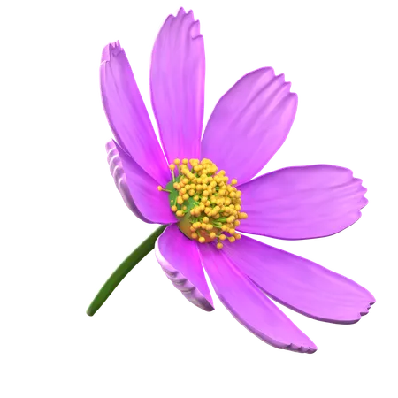 Flor violeta del cosmos  3D Icon