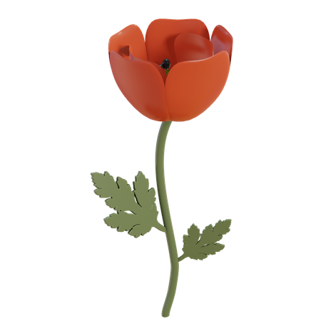 Flor de amapola roja  3D Illustration