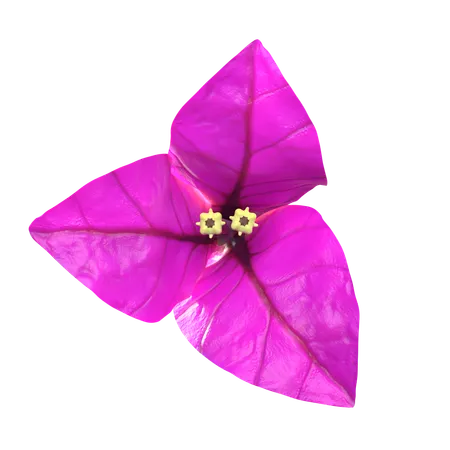 Flor de bougenville púrpura  3D Icon