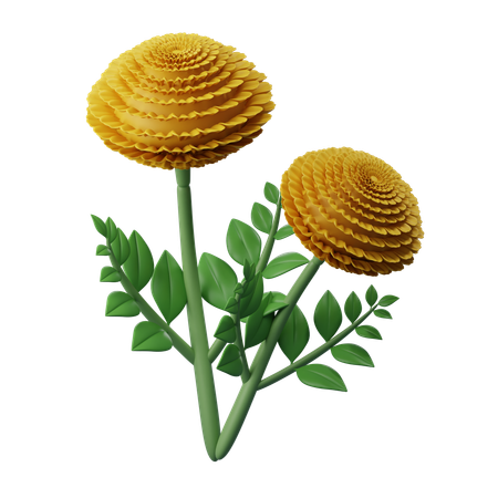 Flor de calêndula  3D Icon