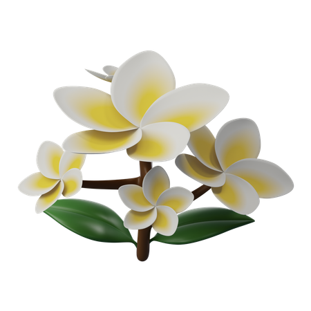 Flor de frangipani  3D Icon