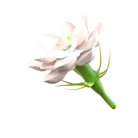 Flor de jasmim  3D Icon