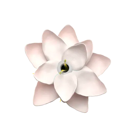 Flor de jasmim  3D Icon