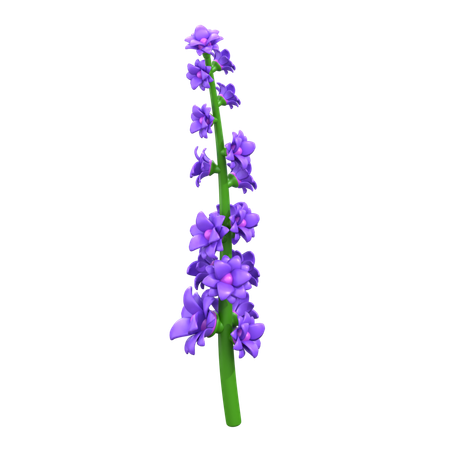 Flor de lavanda  3D Icon