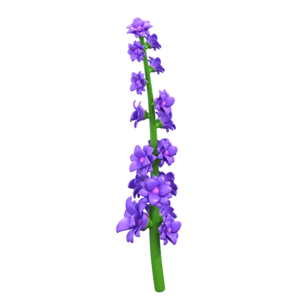 Flor de lavanda  3D Icon