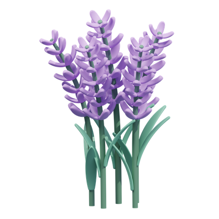 Flor de lavanda  3D Icon