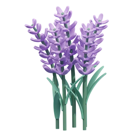 Flor de lavanda  3D Icon