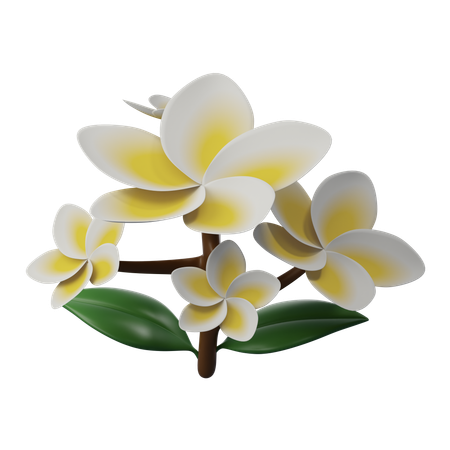 Flor frangipani  3D Icon