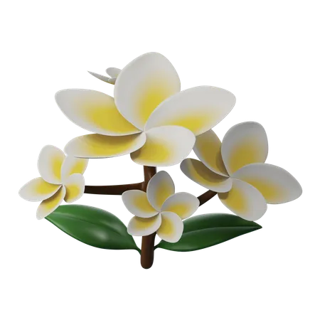 Flor frangipani  3D Icon