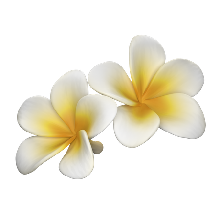 Flor frangipani  3D Icon