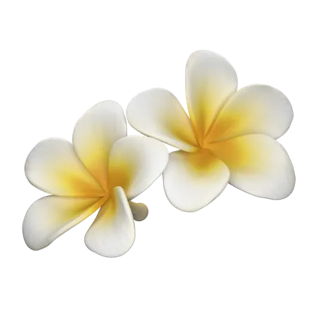 Flor frangipani  3D Icon