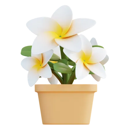 Flor frangipani  3D Icon