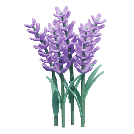 Flor de lavanda  3D Icon