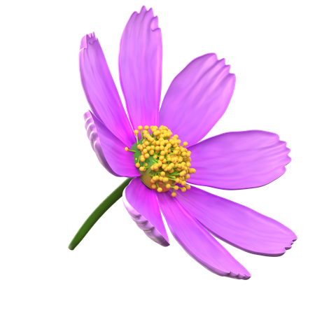 Flor roxa do cosmos  3D Icon