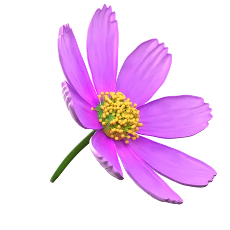 Flor roxa do cosmos  3D Icon