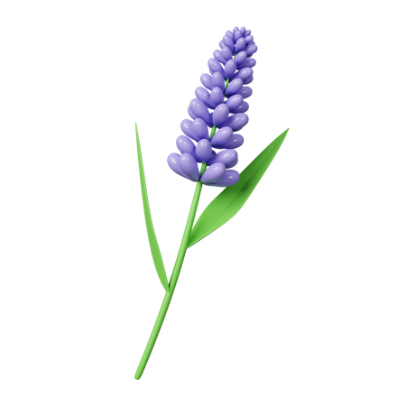 Flores de lavanda  3D Icon