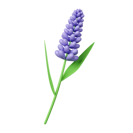 Flores de lavanda  3D Icon