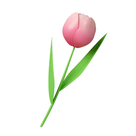 Flores De Tulipan 3 D Icono Aislado Sobre Fondo Blanco Ilustracion De Representacion 3 D Trazado De Recorte 3D Icon