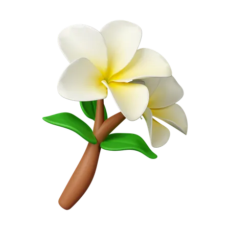 Flores frangipani  3D Icon