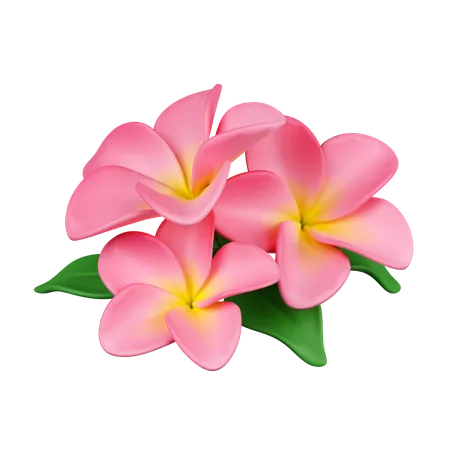 Flores frangipani  3D Icon