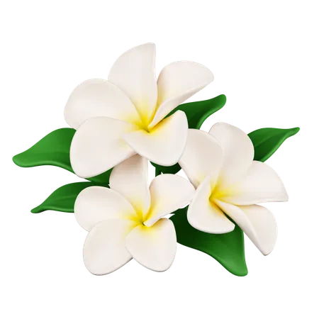 Flores frangipani  3D Icon