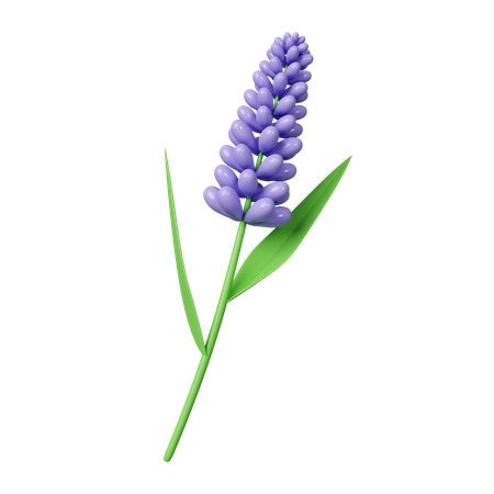 Flores de lavanda  3D Icon