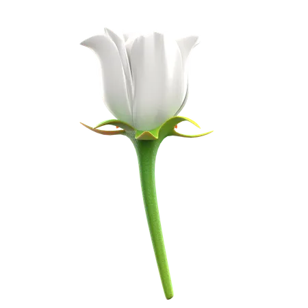 Flor de rosas blancas  3D Icon