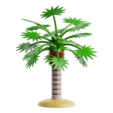 Florida-Strohpalme  3D Icon