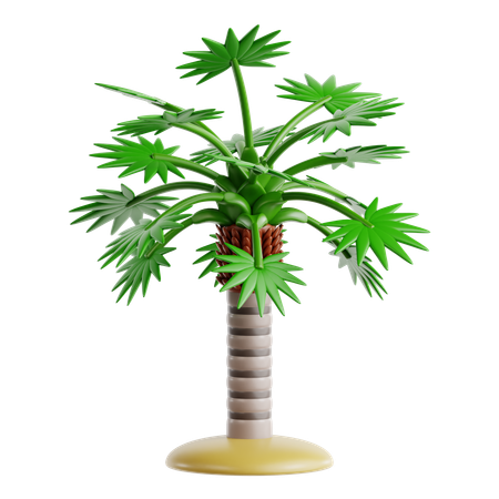 Florida-Strohpalme  3D Icon