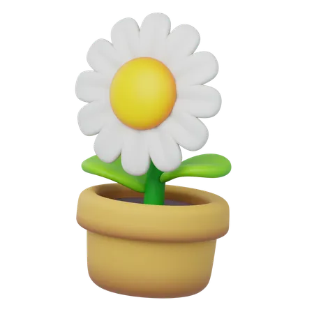 Flower Daisy  3D Icon
