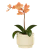 Flower Plant Pot